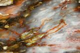 Colorful, Hubbard Basin Petrified Wood Slab - Nevada #141258-1